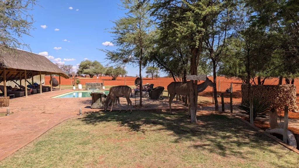 Several animals grazing near trees on a grassy area beside a small pool at Bagatelle Lodge in the Kalahari.