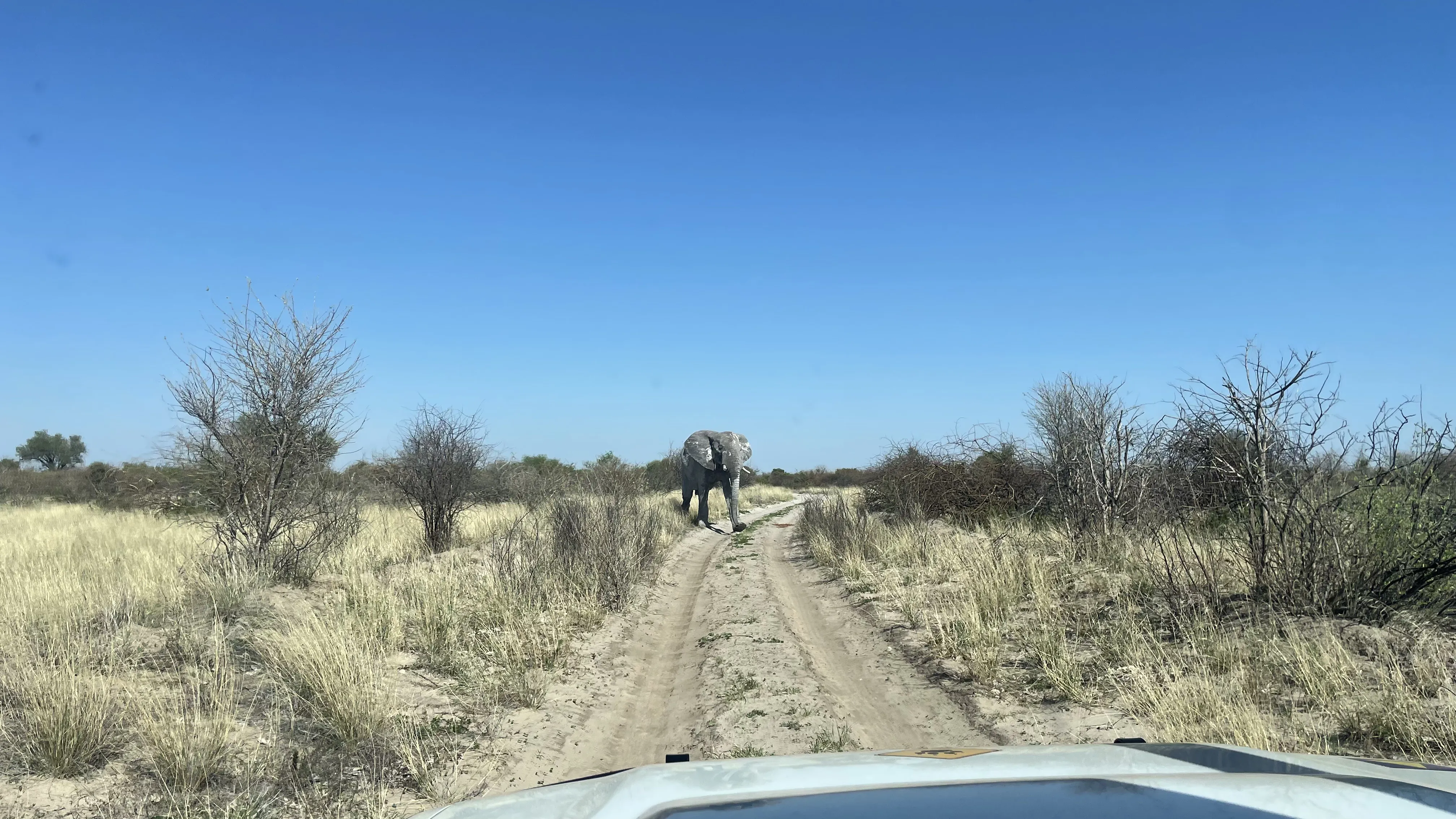 An elephant standing in the middle of a sandy track in the African bush, viewed from a car.