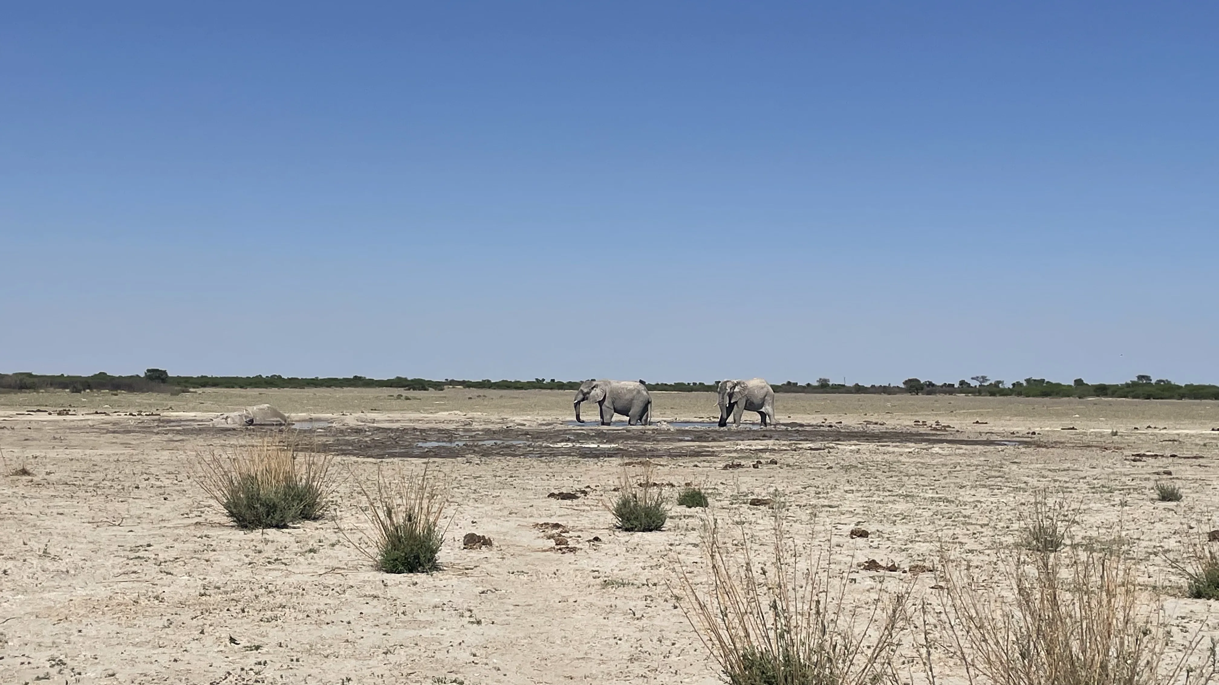 Two elephants walking across a dry salt pan with sparse grass and a clear blue sky in the background at a waterhole in Kutse Game Reserve.