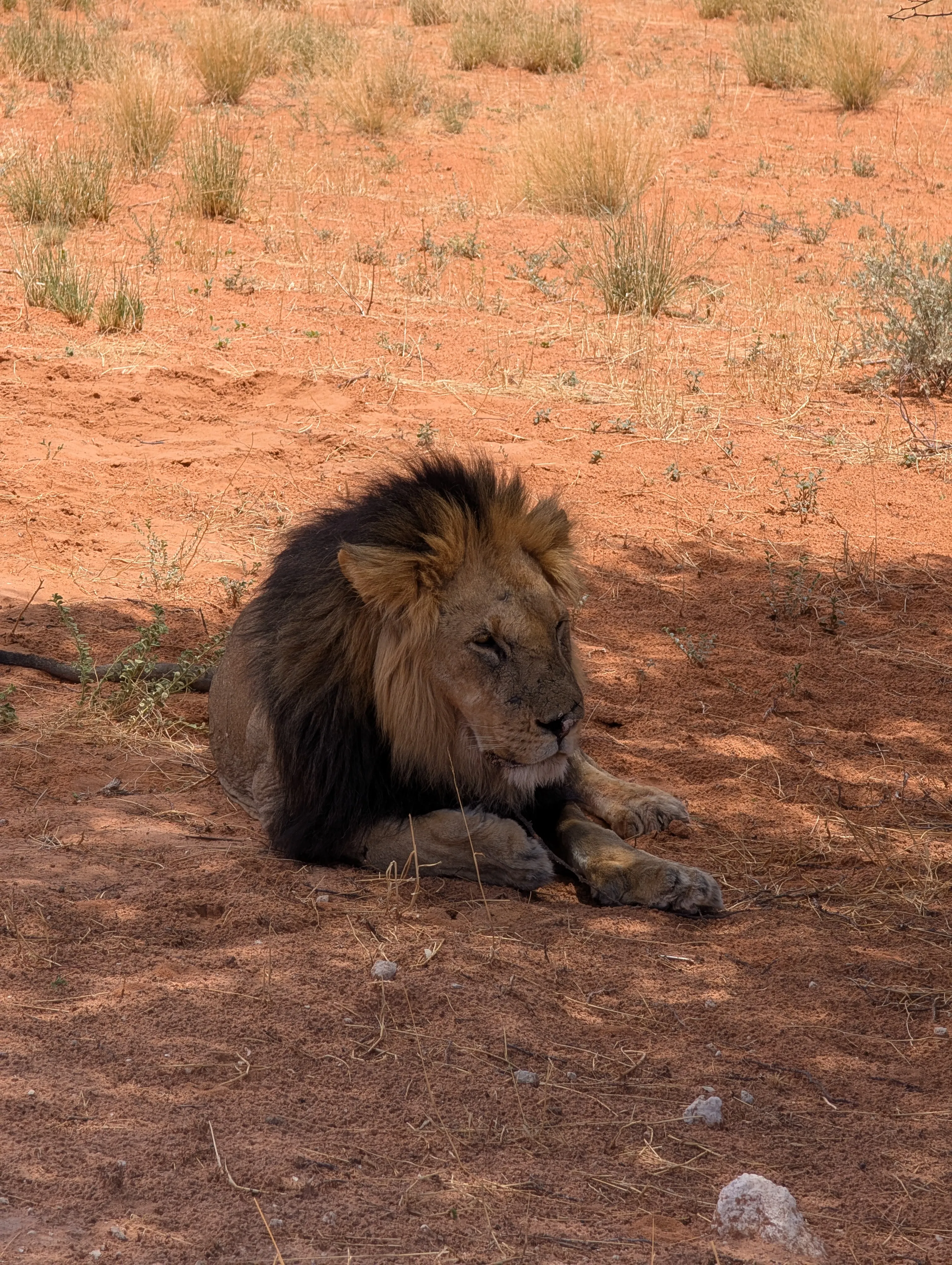 Male lion resting in the shade on reddish sand in Kgalagadi Transfrontier Park.