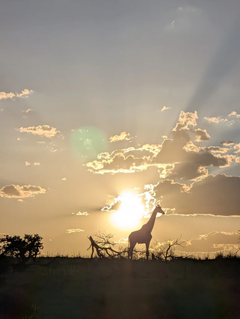 Silhouette of a giraffe standing on the horizon at sunset with golden light shining through scattered clouds.